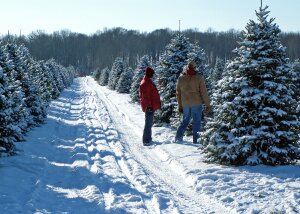 Christmas trees