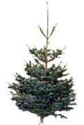 christmas trees